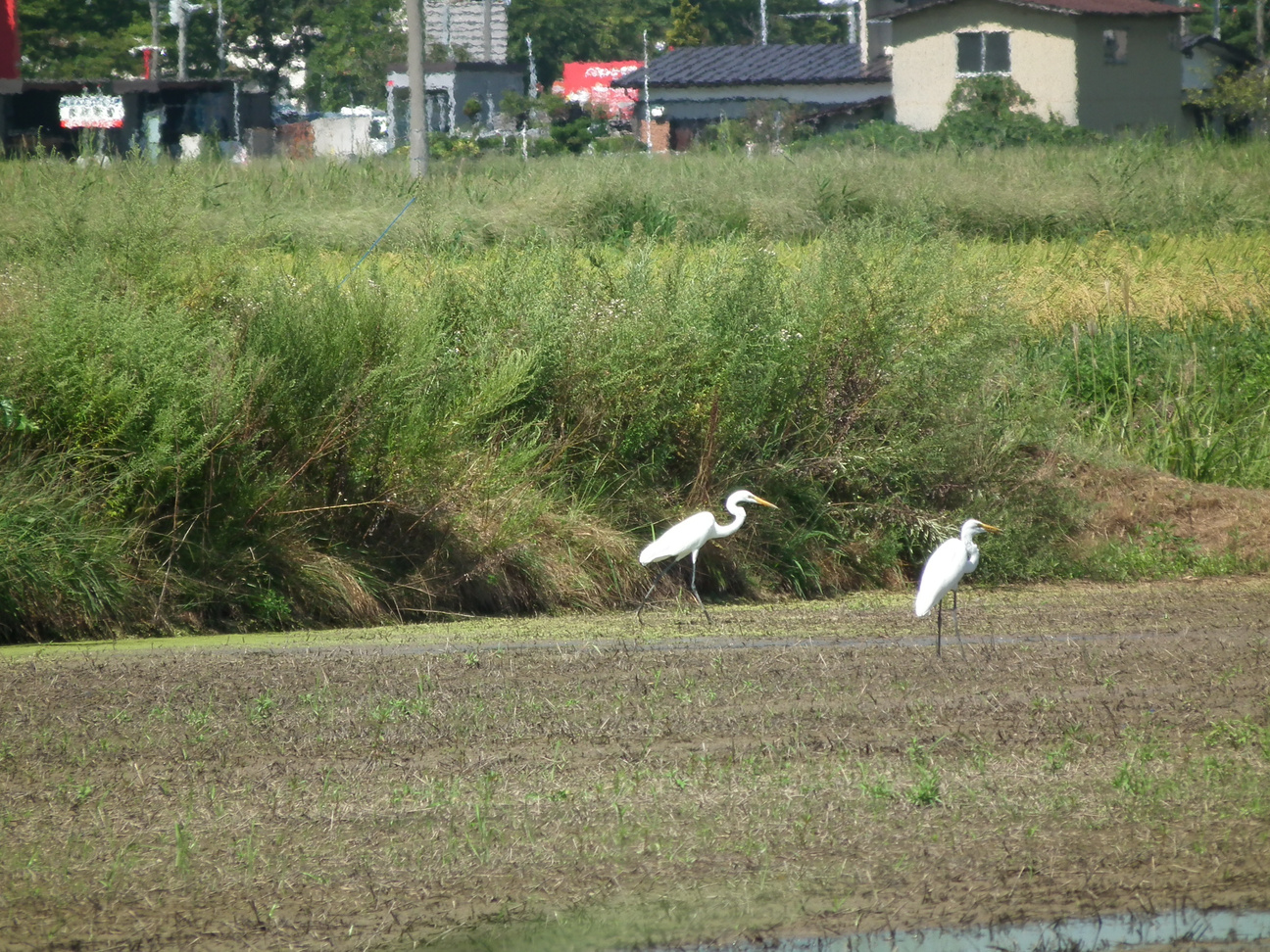 Ssdscf0101_2 Ssdscf0101_2